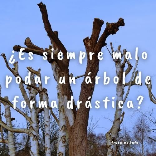 Foto de un árbol tras una poda severa de las ramas con la pregunta sobre impresa: ¿Es siempre malo podar un árbol de forma drástica?