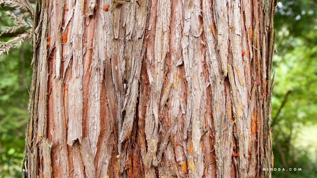 ¿Qué pasa si se corta la corteza de un árbol? - Esencialmente la función de la corteza es la corteza del árbol. En el momento en que se pierde esta cubierta, abre el árbol a una viable infección y pudrición, lo que debilitará el tallo primordial y reducirá relevantemente la salud general del árbol.