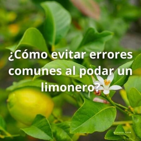 Foto de un limonero con la pregunta sobre impresa: ¿Cómo evitar errores comunes al podar un limonero?