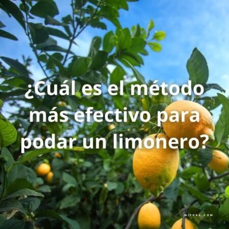 Foto de un limonero con la pregunta sobre impresa: ¿Cuál es el método más efectivo para podar un limonero?