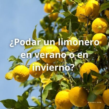 Foto de un limonero con la pregunta sobre impresa: ¿Podar un limonero en verano o en invierno?