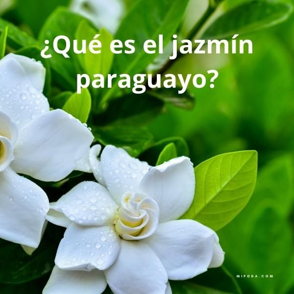 Foto de un Jazmín del Paraguay en flor con la pregunta sobre impresa: ¿Qué es el jazmín paraguayo?
