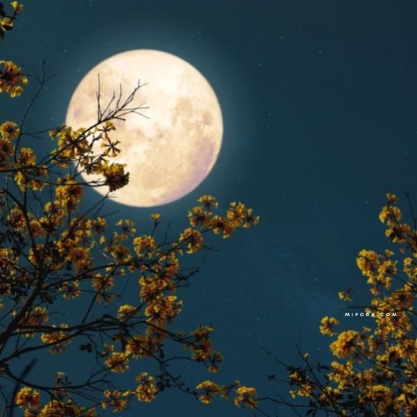 Foto de la luna vista a través de las ramas de un árbol. ¿Están listas para podar?