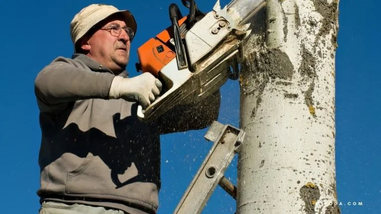 Foto de un podador podando un árbol grande en altura en referencia a cómo podar un árbol para que no crezca más.