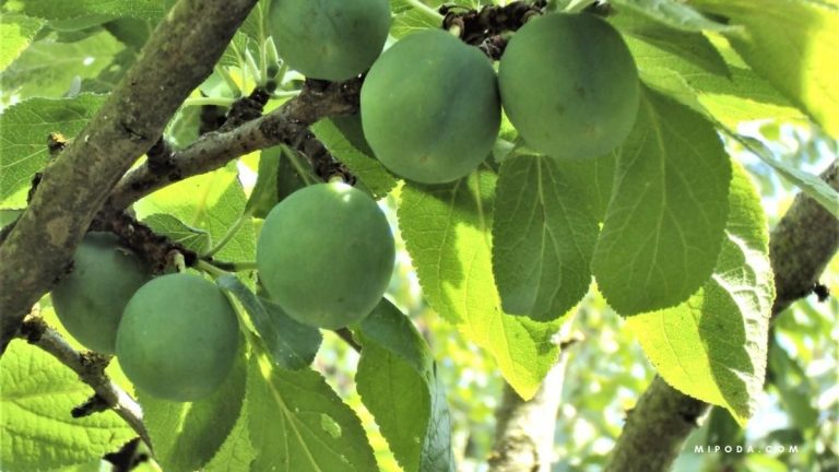 Foto detalle de los un naranjo con los frutos aún verdes. Hace referencia al calendario de poda de árboles frutales.