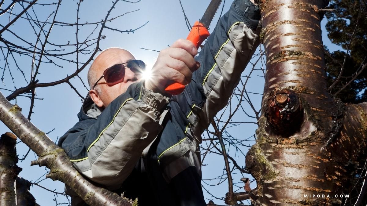 Foto de un podador haciendo una poda de mantenimiento de un árbol.