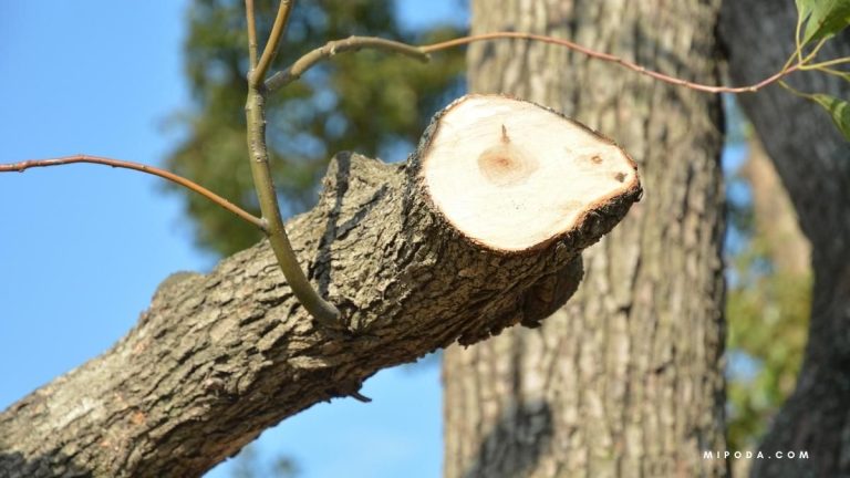 ¿Qué pasa si le cortas las ramas a un árbol?