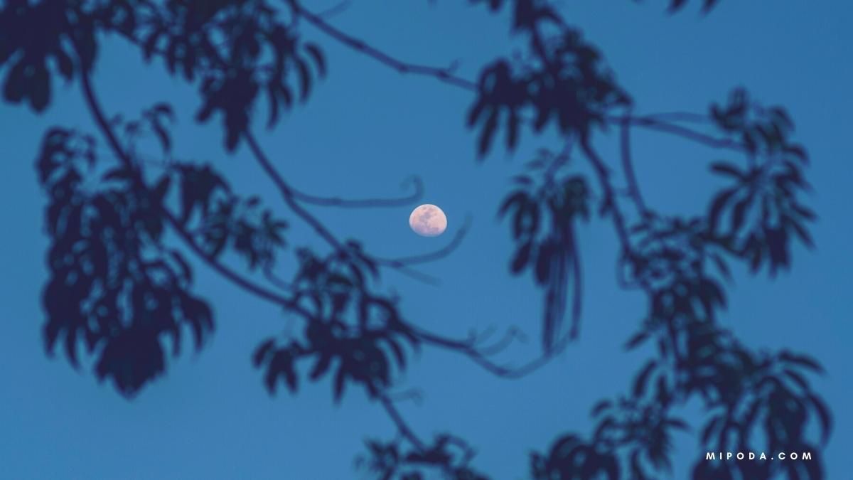 ¿Cuándo podar árboles según la Luna? Foto de la Luna vista a través de las ramas de un árbol. En referencia a si las fases de la Luna afectan a la poda de árboles y al mejor fase de la Luna para trasplantar.