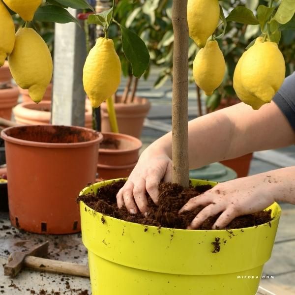¿Cómo se poda un limonero en maceta? Guía definitiva para maximizar su fructificación - Aprende cómo podar un limonero en maceta con nuestra guía actualizada. Técnicas especializadas, vídeo explicativo y consejos para una fructificación óptima.