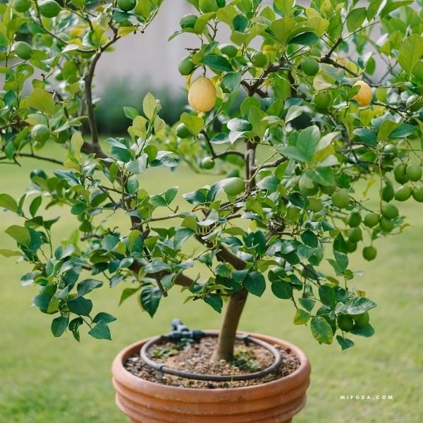 Foto de un árbol del limón criado en maceta.