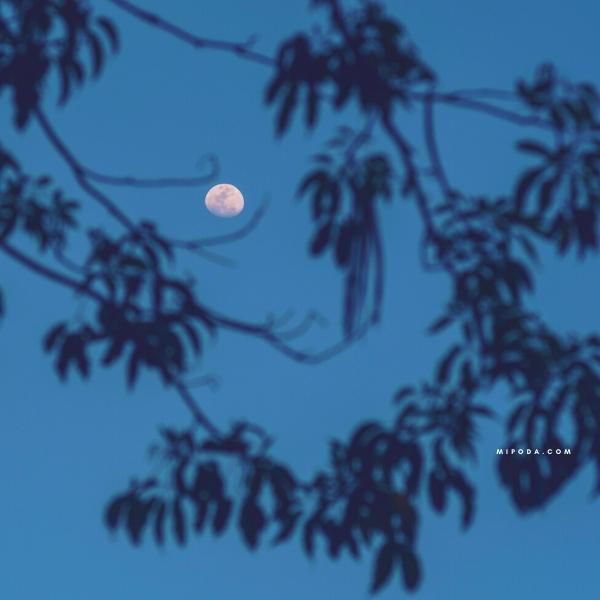Foto cuadrada de la Luna vista a través de las ramas de un árbol. En referencia a ¿Cuándo podar árboles según la Luna?
