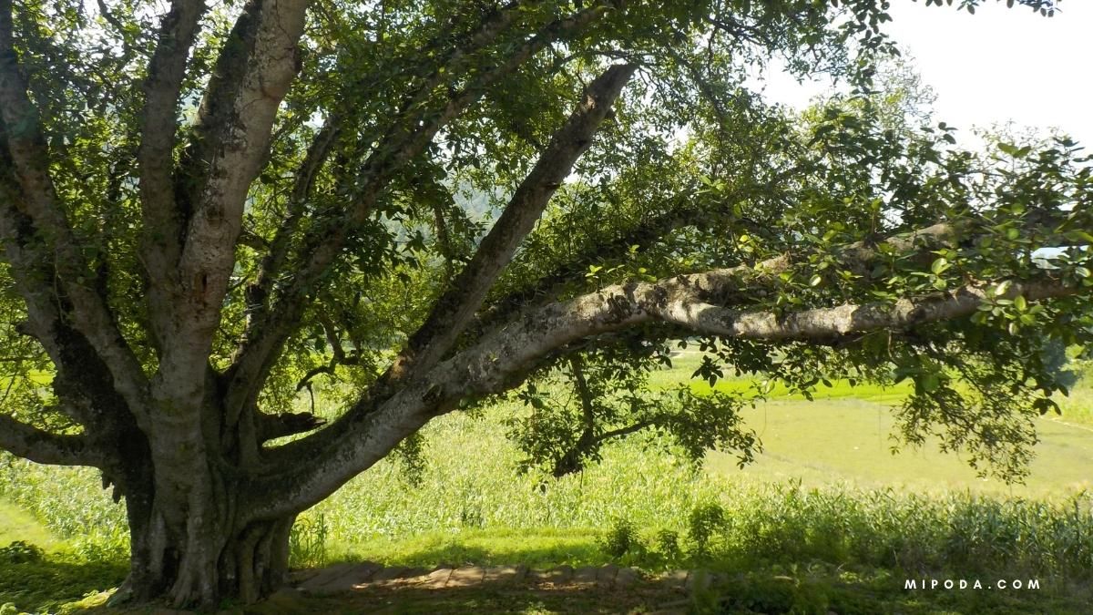 Foto de detalle de las ramas de un árbol que necesita un apoda de renovación o rejuvenecimiento.