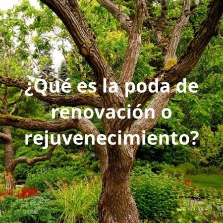 Foto de un árbol viejo con la pregunta sobrescrita: ¿Qué es la poda de renovación o rejuvenecimiento?