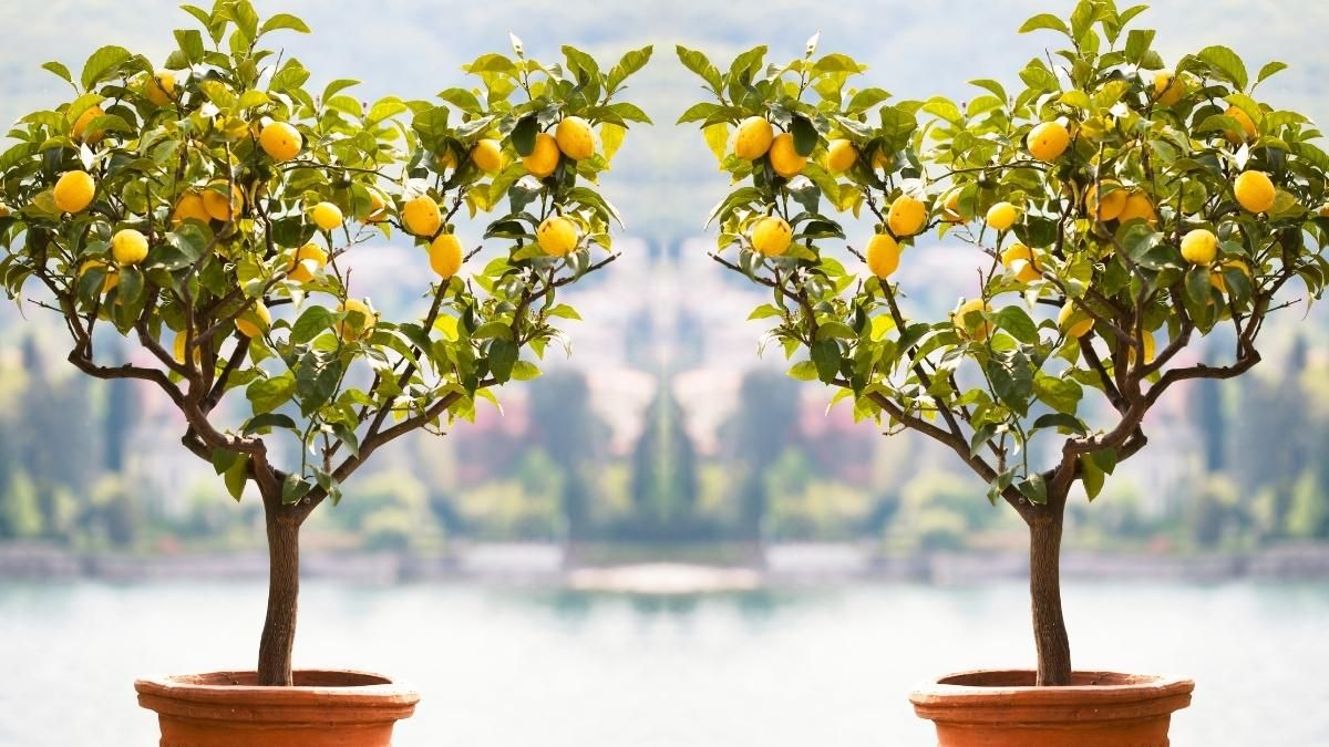 ¿Cómo se poda un limonero en maceta? Guía definitiva para maximizar su fructificación