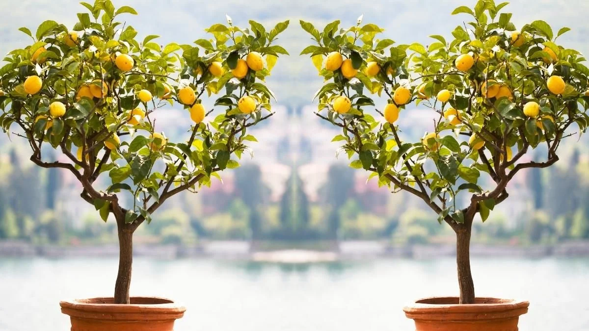 ¿Cómo se poda un limonero en maceta? Guía definitiva para maximizar su fructificación