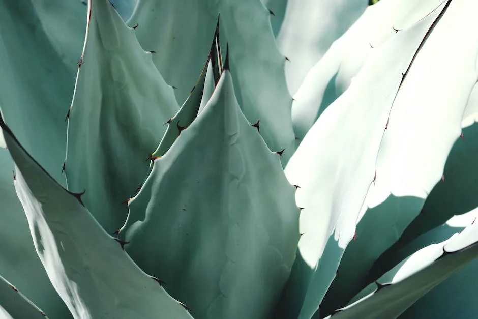 Poda de sauce llorón - El sauce llorón es un árbol hermoso, pero su cuidado requiere dedicación, especialmente en lo que respecta a la poda. La poda adecuada no solo mejora su forma, sino que también favorece su salud y crecimiento. Practicar una buena técnica es crucial para mantenerlo en óptimas condiciones y disfrutar de su carácter distintivo.