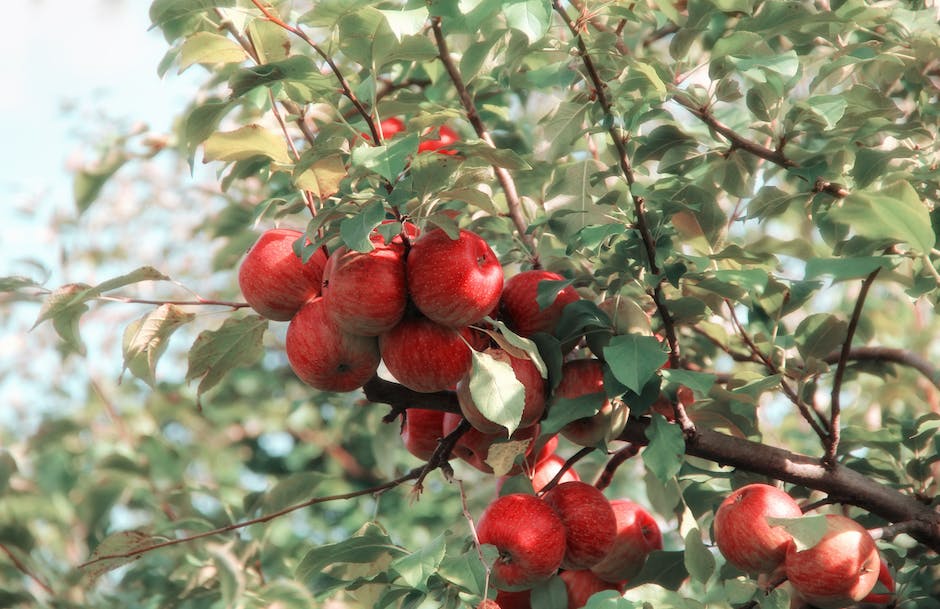 Foto de detalle de un manzano con manzanas de color rojo, en artículo sobre el calendario de poda de árboles frutales en España publicado en mipoda.com.
