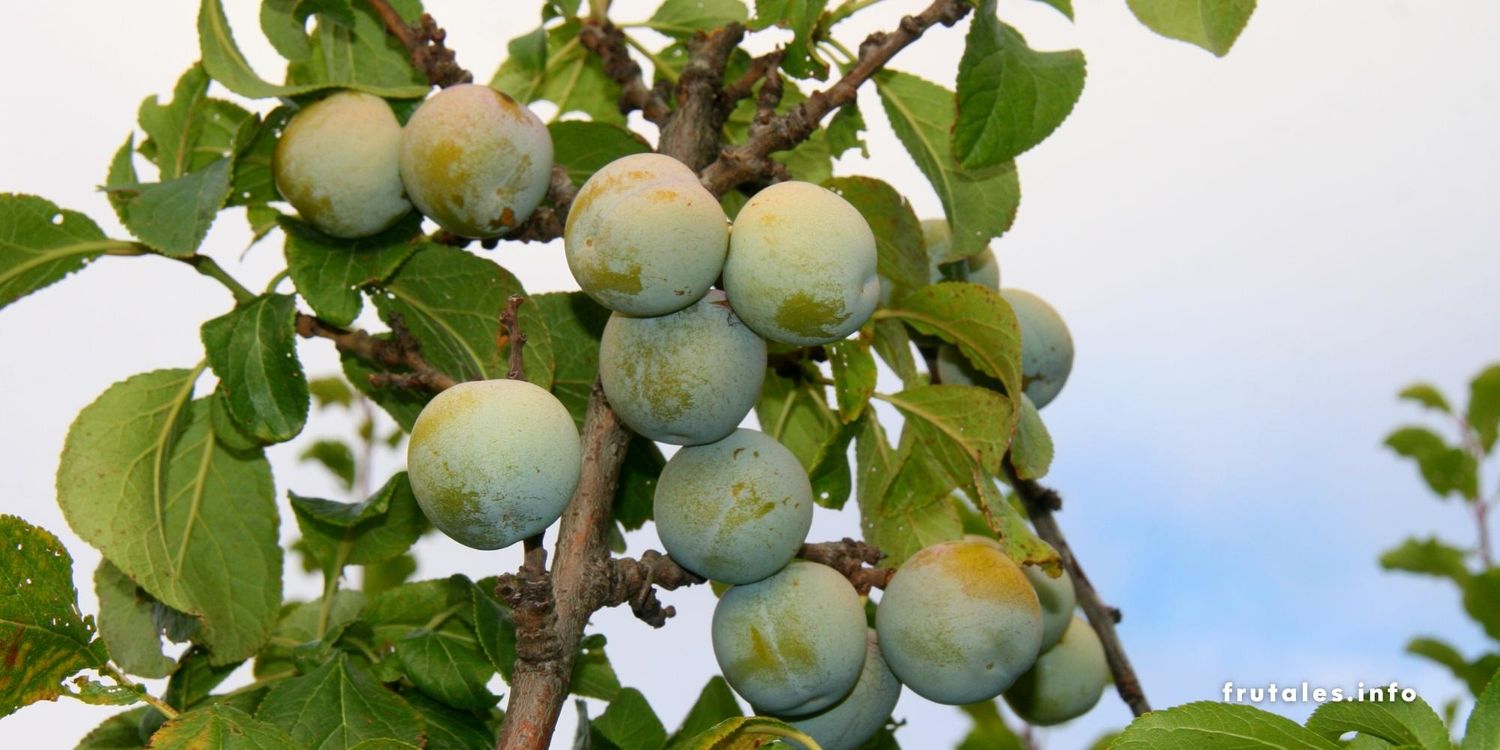 Foto detalle de los frutos de un ciruelo Claudio en referencia a la poda adecuada de este árbol frutal para obtener estos resultados.
