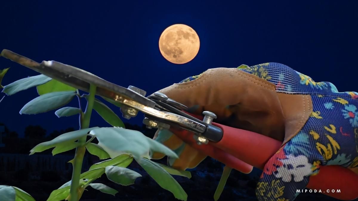 Foto podando con unas tijeras de mano por la noche con la Luna al fondo en referencia al calendario lunar para podar planta.
