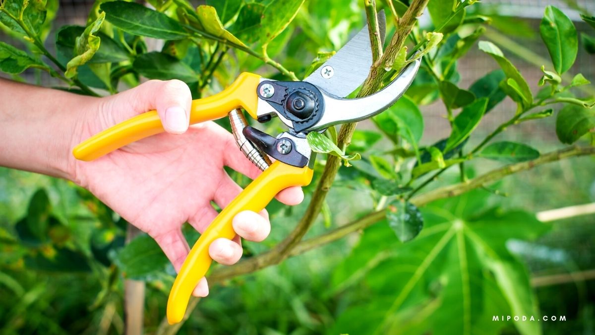 Foto en primer plano de una mano con unas tijeras de podar amarilla podando una planta y haciendo referencia a la mejor hora del día para podar plantas.